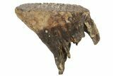 Juvenile Mammoth Molar - Siberia #227421-3